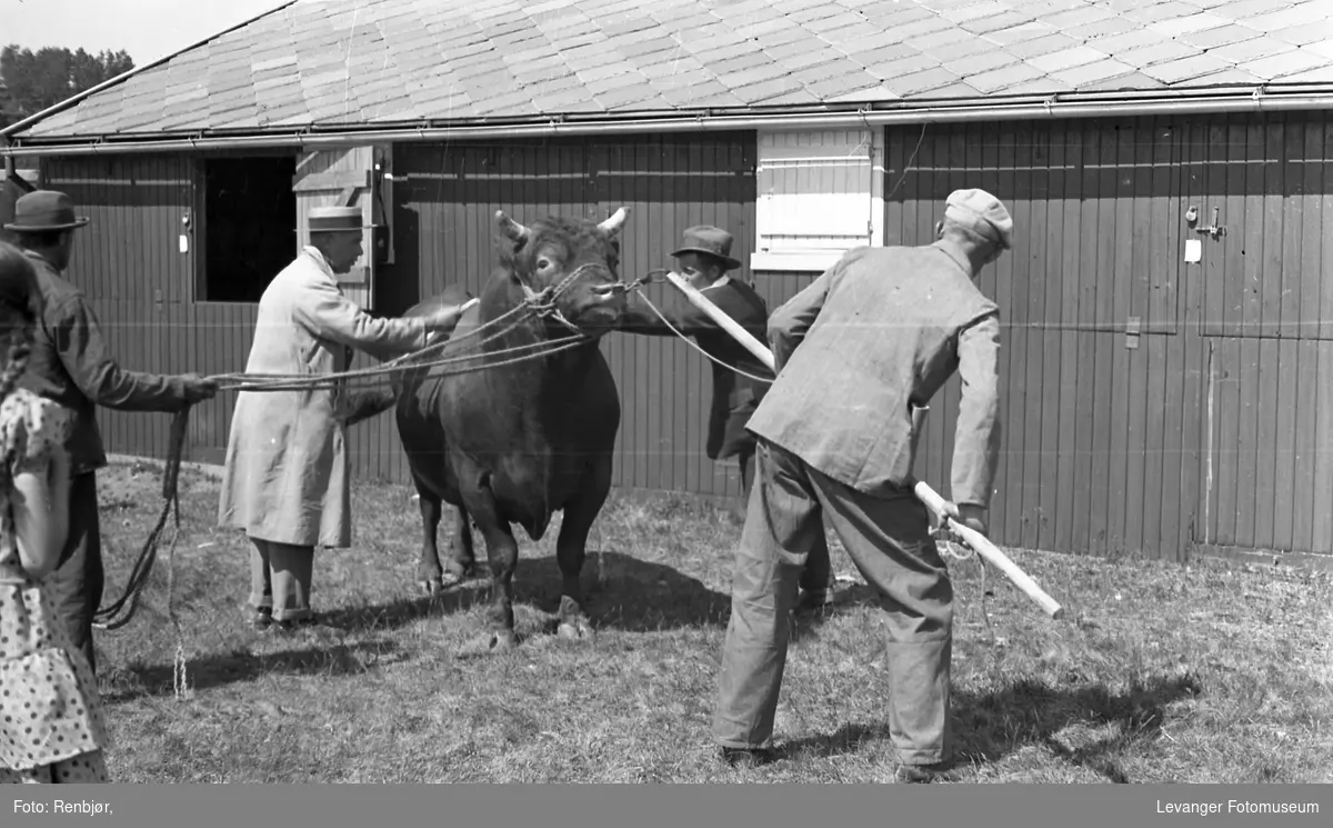 Dyreskue, oksen skal vises fram, gammel norsk husdyrrase, muligens rød trønder.