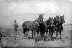 Hestar4, pløging, harving, mann, hatt, USA, plog, gardsarbei