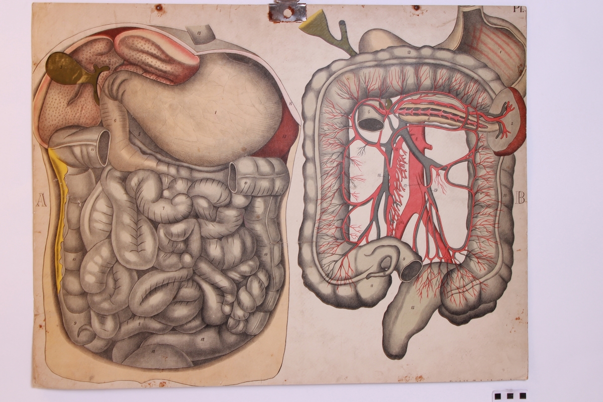 Menneskets anatomi.