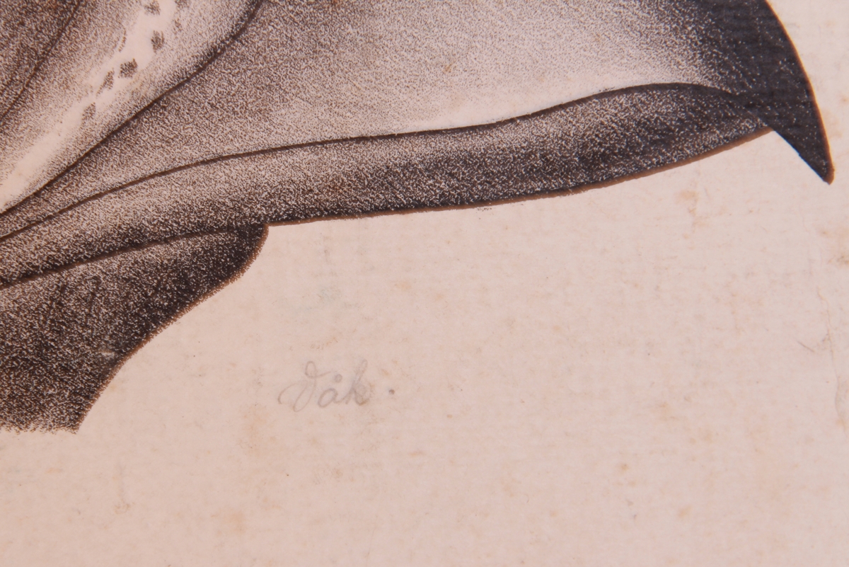 Store og små detaljer av fugler og ørn