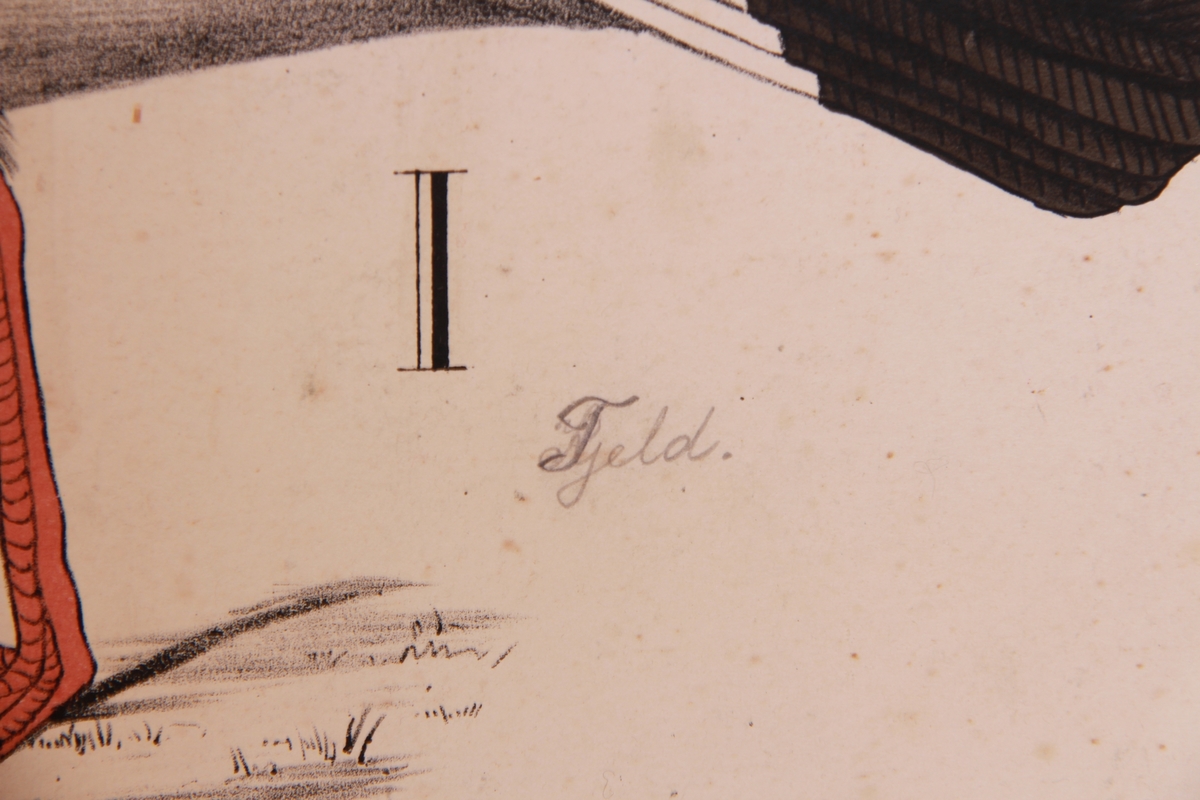 Detaljer av forskjellige fuglearter.