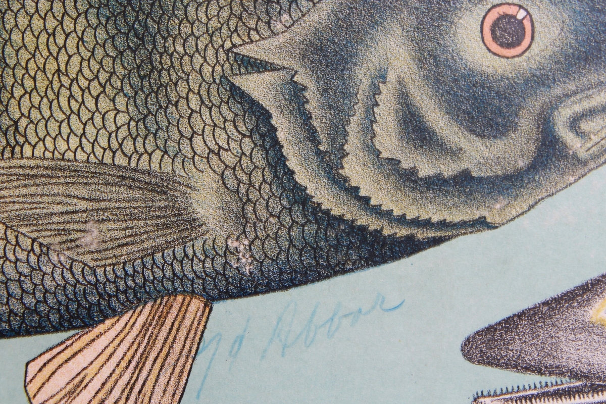 Detaljer av forskjellige fiskearter.