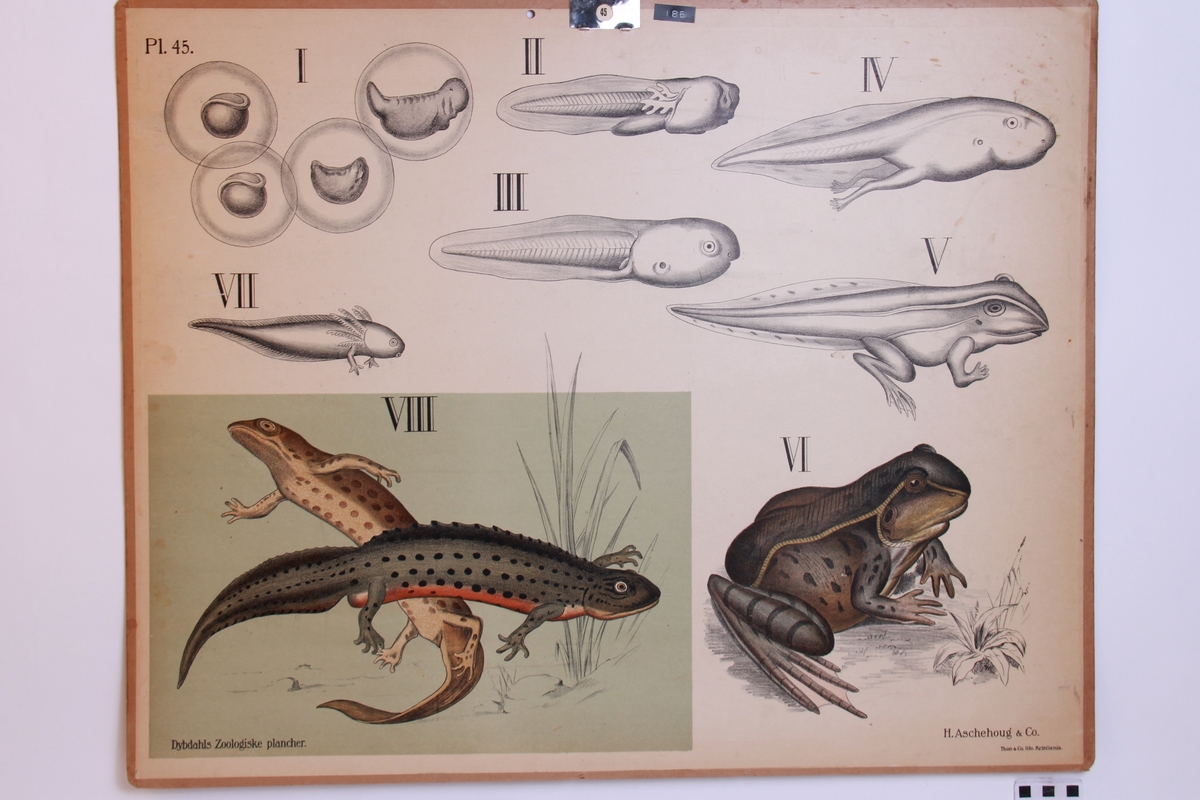 Detaljer av rompetroll, frosk og salamander.