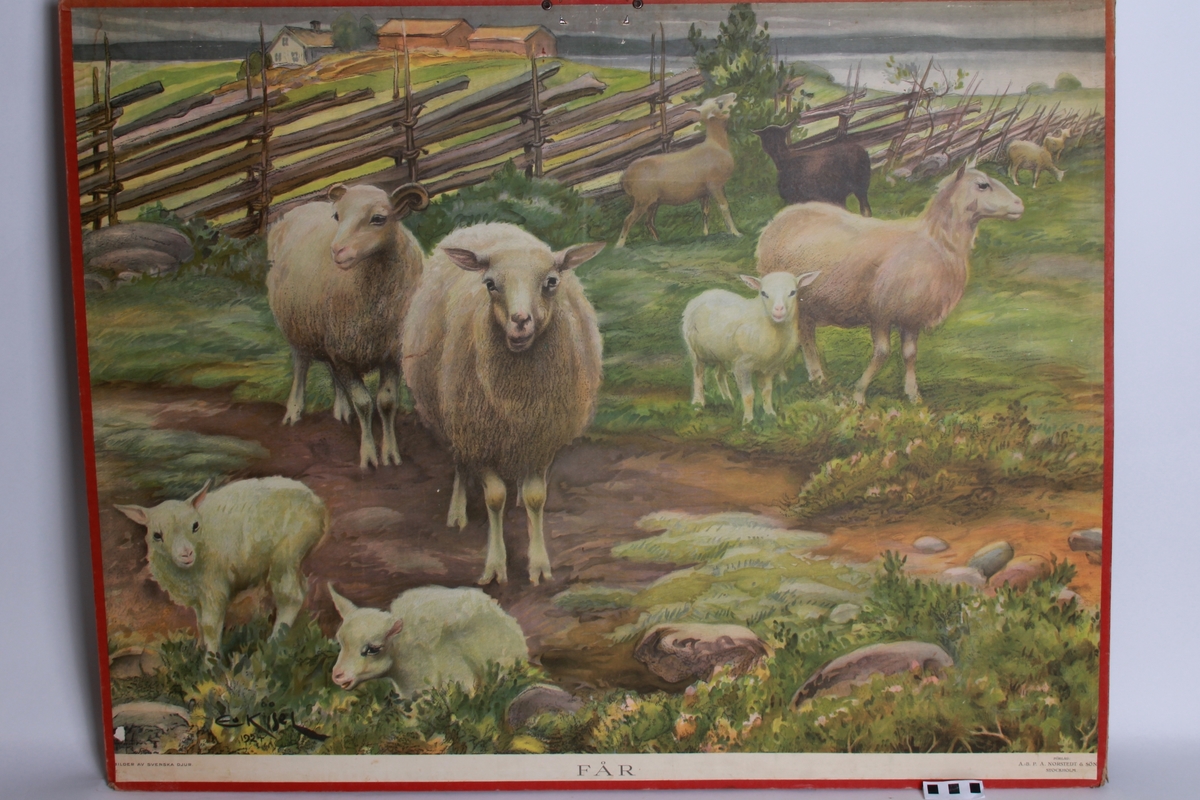 Foran, sauer. Bak, geit.