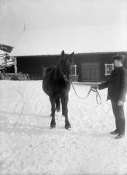 Jon Harildstads hoppe forfra, 12.03.1914, mann med hest