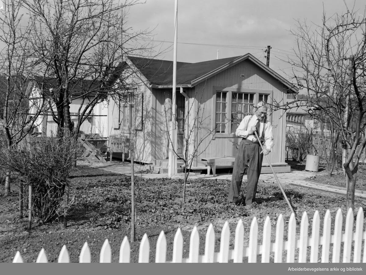 Sogn Kolonihage. Emil Hamre dyrker hobbyen sin med å stelle i hagen. April 1953