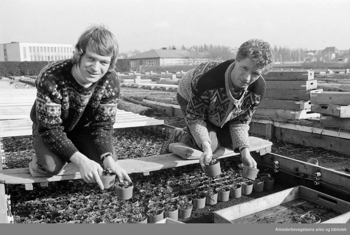 Sogn gartneri. Harald Ringen og Kjell Olsen er i full gang med utsetting av planter. Mars 1973