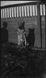 Kamsruds hund og apekatt. Rosenberggt. Høsten 1929