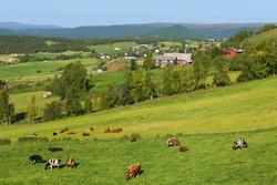 Storfe på beite i Dalsbydgda, Os, Hedmark. Kulturlandskap. H