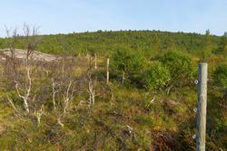 Geitehold. Beiting av geiter er et effektivt tiltak for å hi