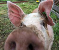 Fra "Fløttdagen" på Dølmotunet 2016, Tolga, Hedmark. Musea i