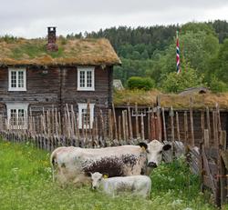Fra "Fløttdagen" på Dølmotunet 2016, Tolga, Hedmark. Musea i