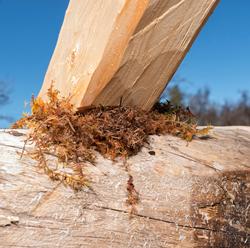 Bilde tatt under arbeidet med å sette opp buret på Daniel Mo