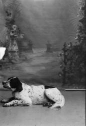 Hunden til A. Kongsli ligger på gulvet. Rasen engelsk setter