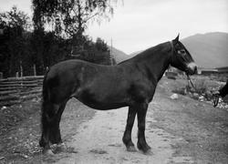 Hoppe. Vinstra, Teigkampen bak