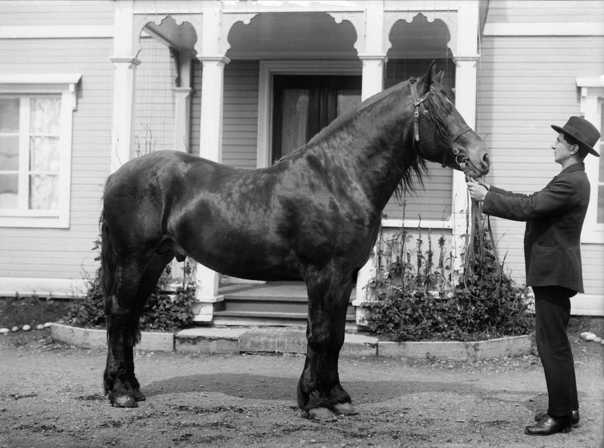 Lissola Edvard Martinsson." En man står och håller i betslet på sin häst