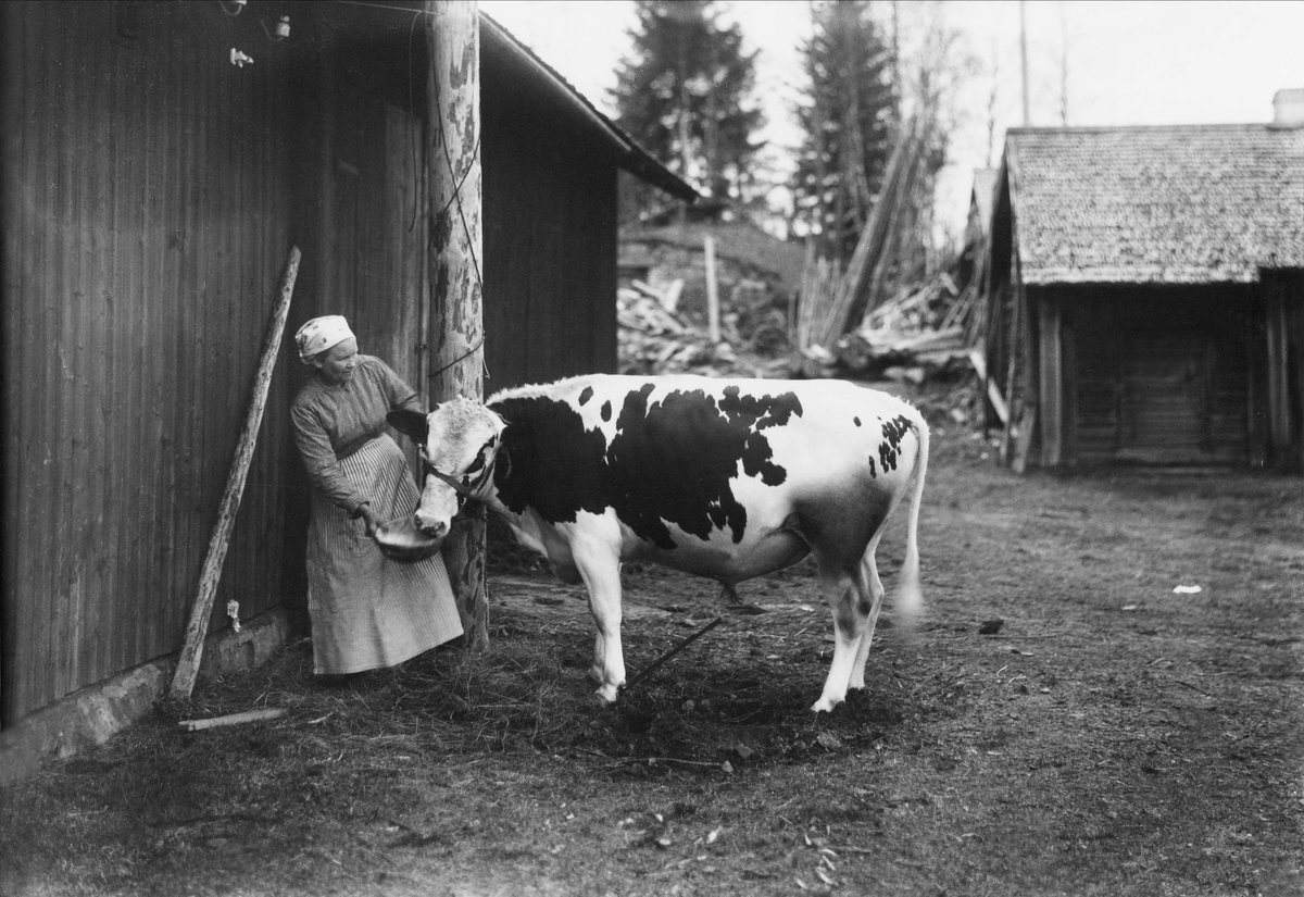 Emma Olsson, Heden." Kvinna matar en ko