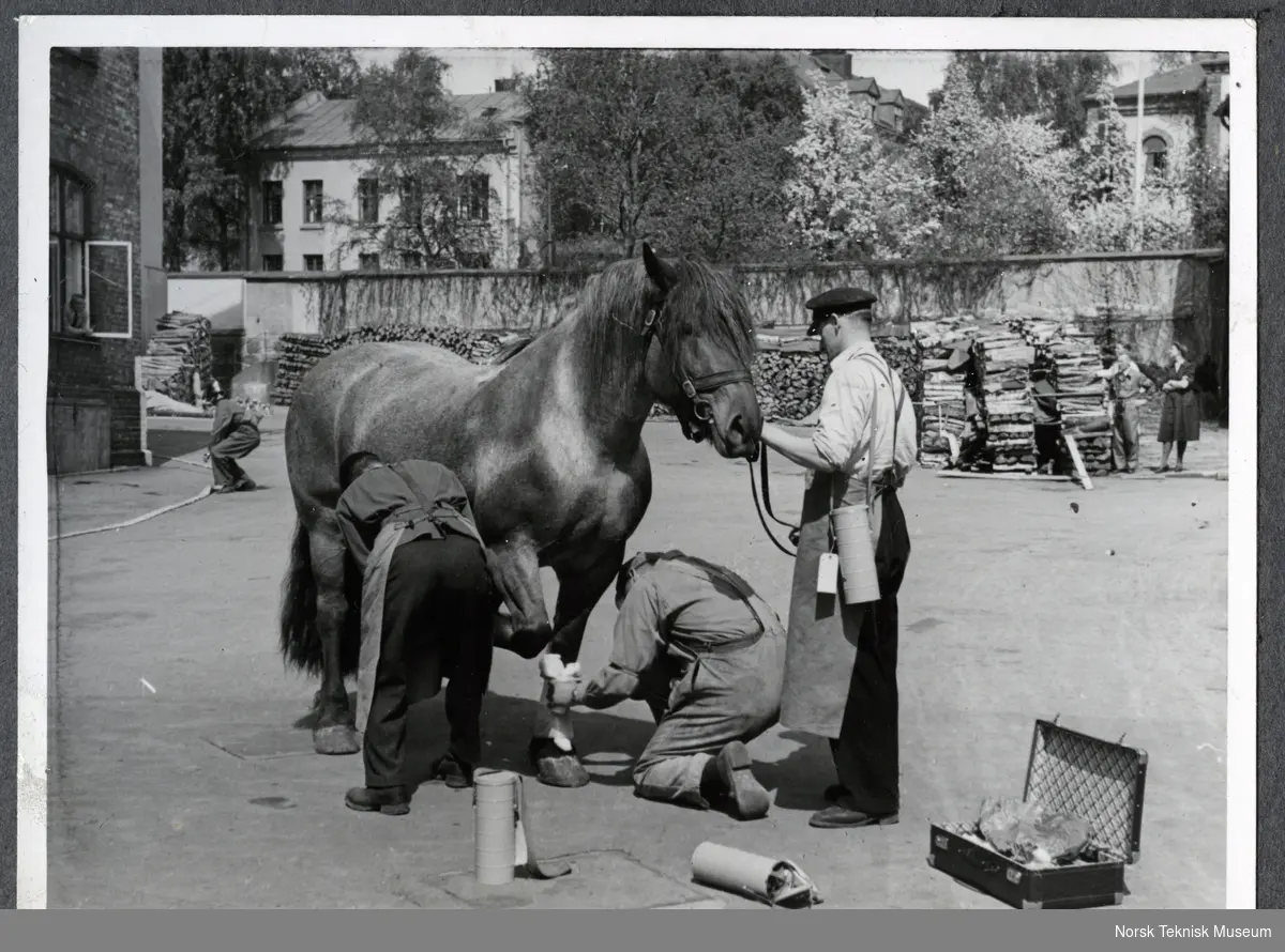 Skadebehandling av hest
