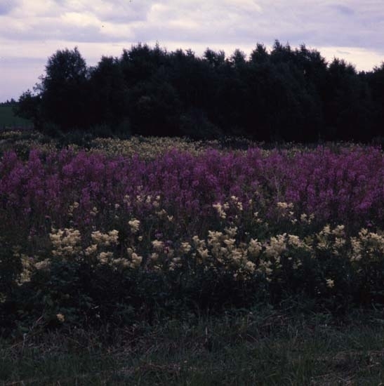 Blommande mjölkört och älggräs i Flästadalen en kväll i juli 1985.