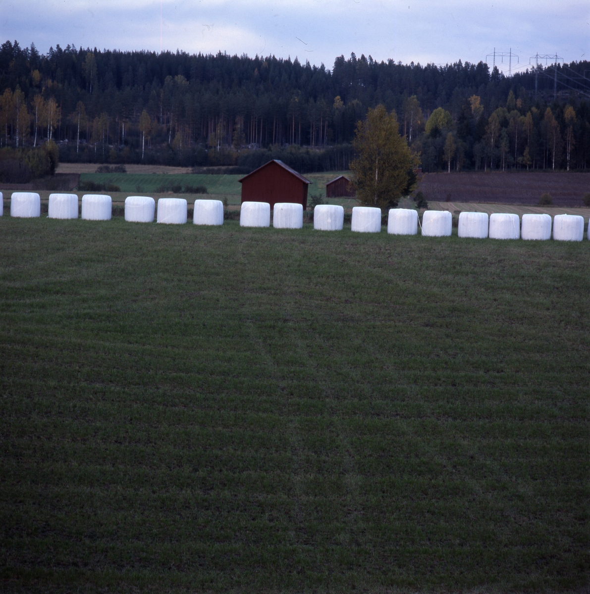 På en åker ligger en rad med ensilagebalar i vit plast ,"bonnägg", med skog och röda lador i bakgrunden, Överbo oktober 2001.