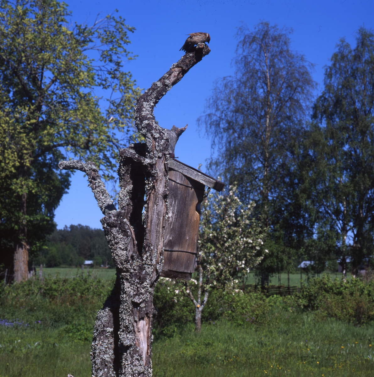 Pilfink i det döda plommonträdet juni 2000.