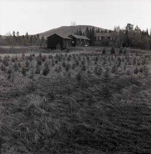 Vy mot gården Broddböle kronoboställe, fotograferat från sydost. Höle klack skymtar i bakgrunden. Granplantor på den f.d. åkern växer mera, april 1972.