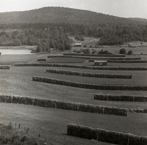Från de många och långa höhässjornas tid. 
Fotot taget i Svedja-trakten, Segersta, den 24 juli 1957.