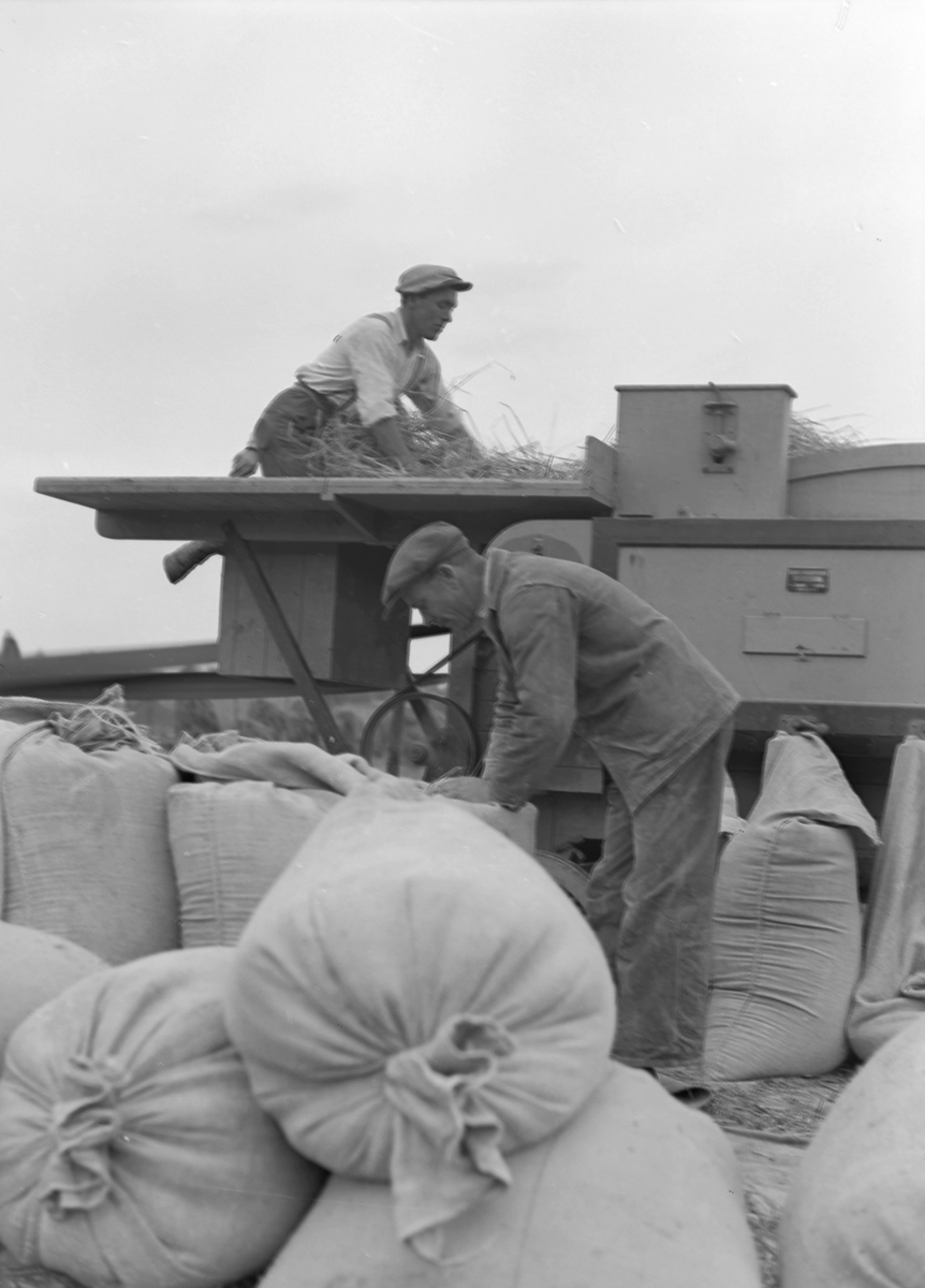 Tresking av korn ved Leira