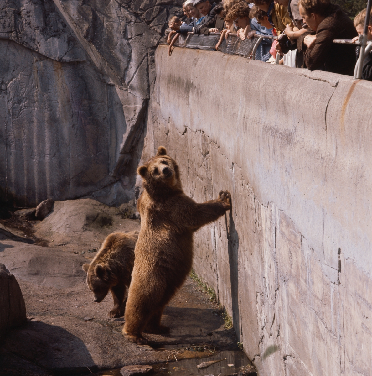 Skansens gäster tittar på brunbjörnarna på Björnberget.
