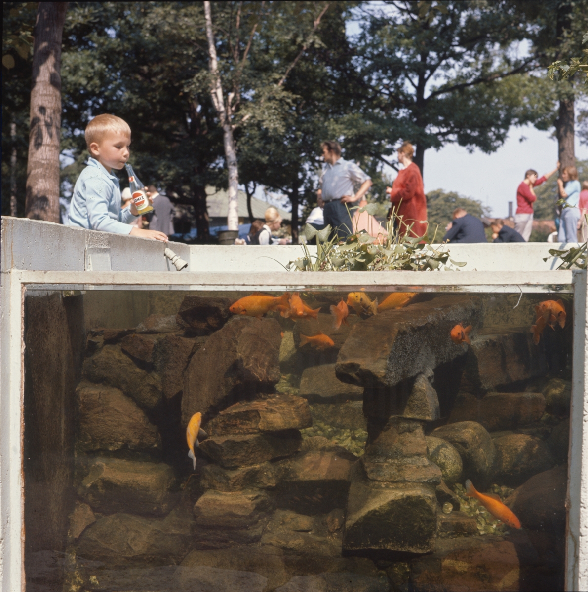 Barn och vuxna kring Lill-Skansens akvarium med guldfiskar.