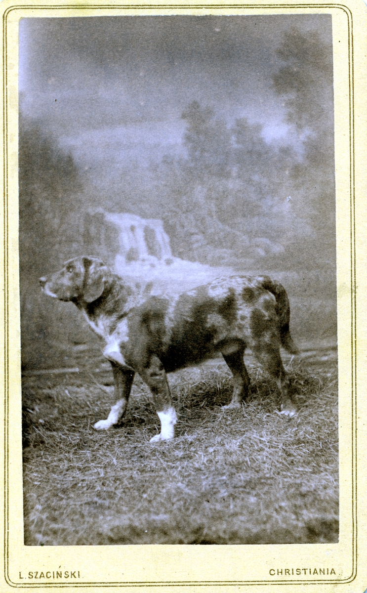 Bildete av ein hund. Hunden står på gras foran eit lerret med ein foss på.