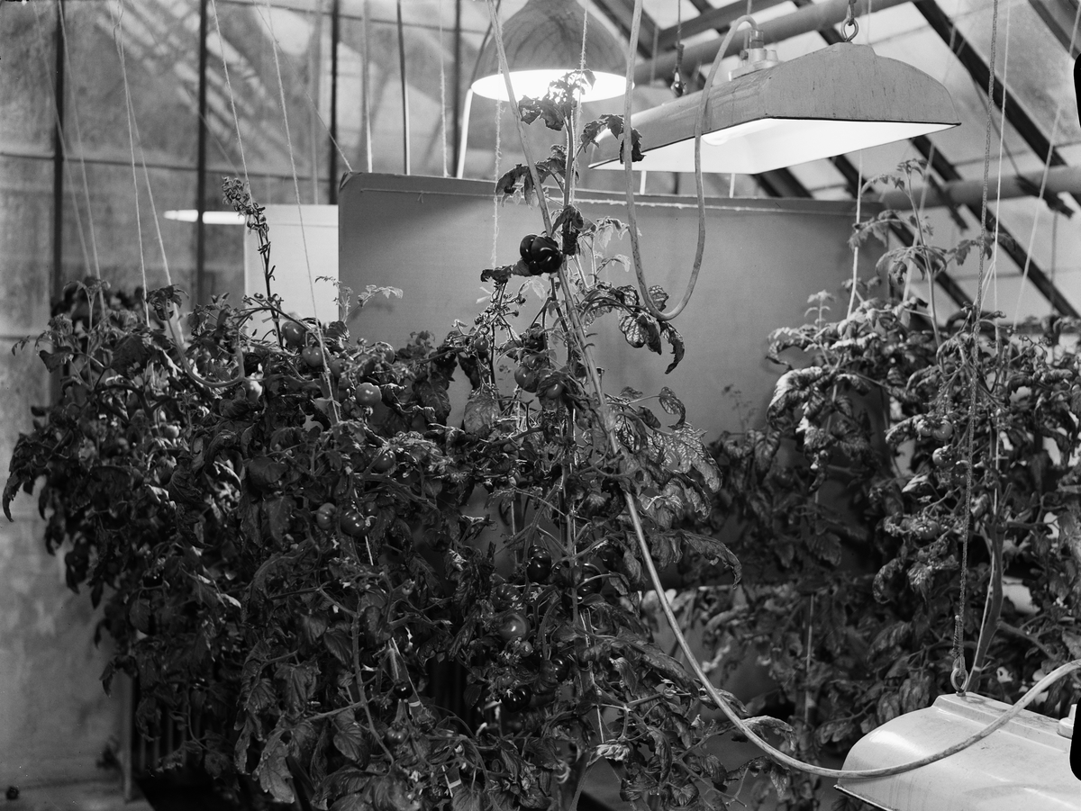 Tomatplantor i Botaniska trädgårdens nya växthus