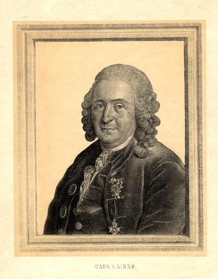 Litografi. 
Porträtt av Carl von Linné (1707-1778).