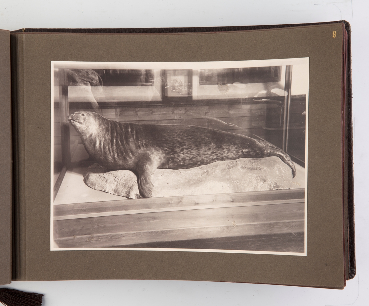 Fotoalbum med 50 fotografier fra hvalfangstmuseet i Sandefjord.