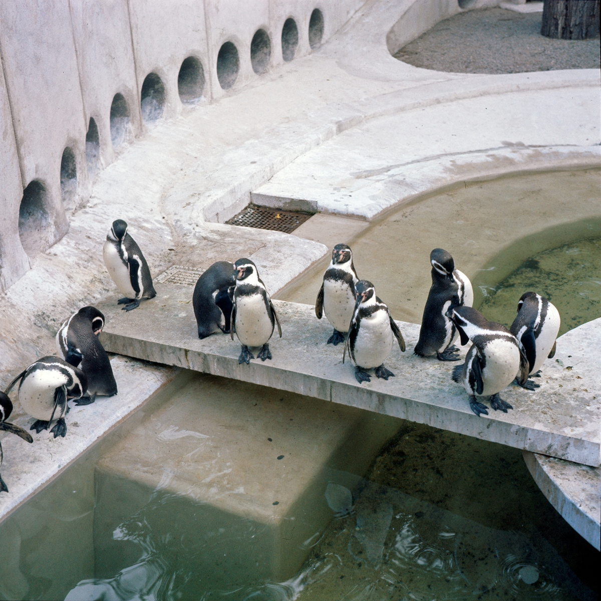 Pingviner på Skansen.
Humboldtpingviner (Spheniscus humboldti). Anläggningen invigdes i maj 1963, och var ritad av stadsträdgårdsmästare Holger Blom. För övrigt den första anläggningen i Europa med undervattensfönster till sjölejon och pingviner.