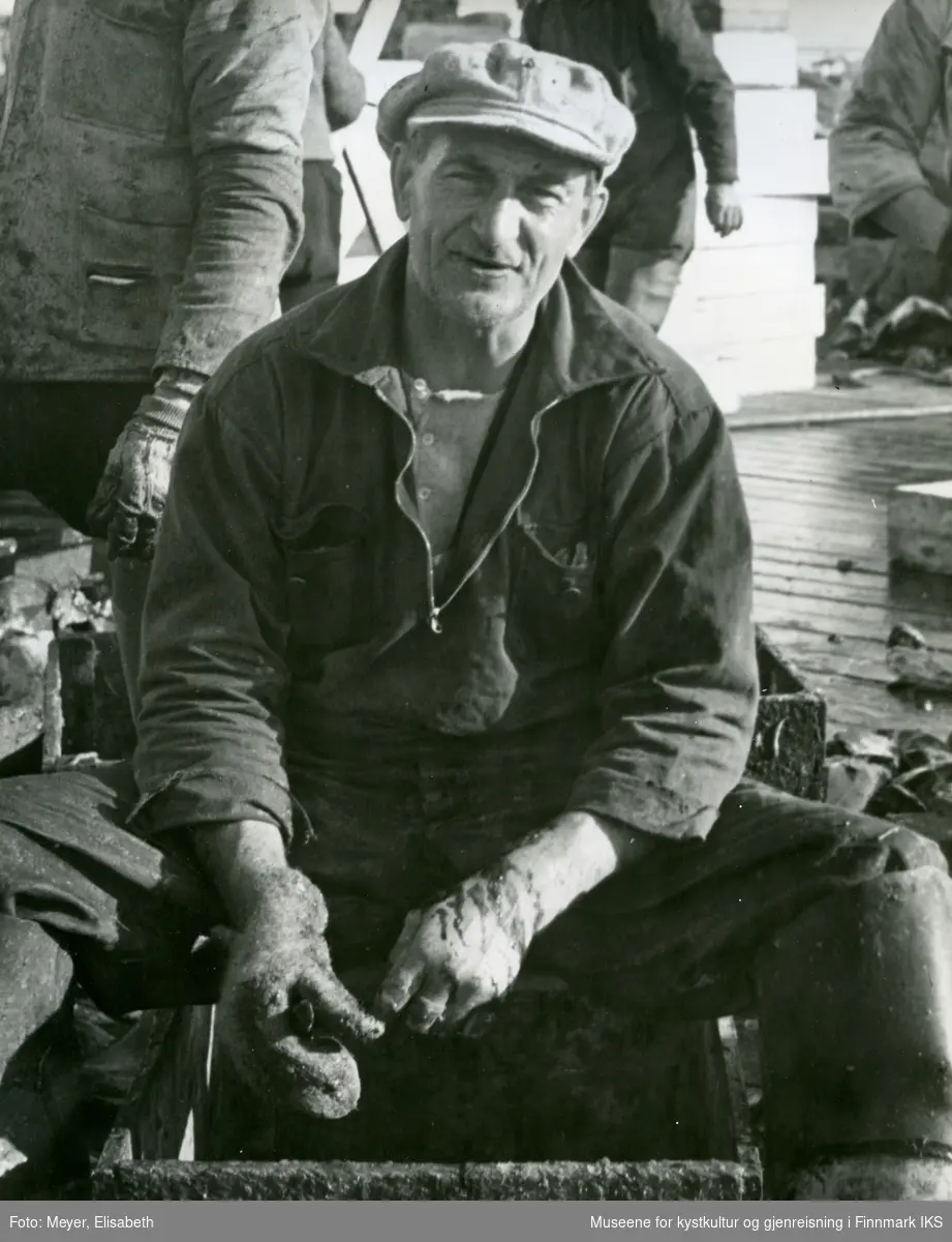 Honningsvåg. Fisker skraper sei på kaia under seifisket. 1940.