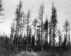 Høye, tørre furutrær i forholdsvis flatt terreng.  Fotografi