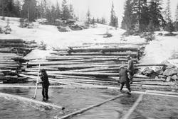 Utitulling av tømmer fra Fossli statsskog, Hølonda i Sør-Trø