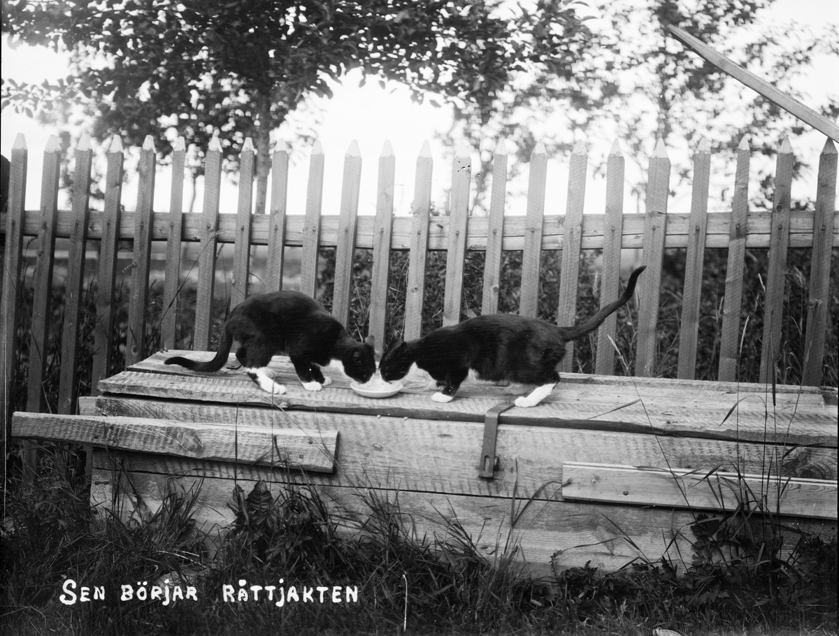 Katter som äter ur fat vid staket, Uppland