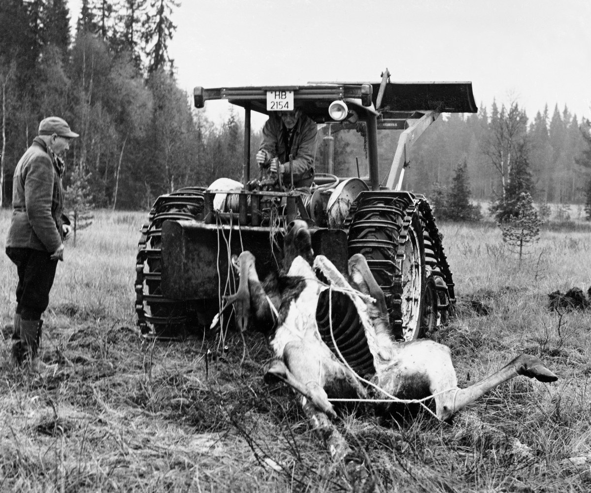 Transport av utvommet elgokse som Ulf Jerpseth hadde felt nord for Skysstadbekken i Slemdalen i Nordre Osen (Åmot, Hedmark) den 7. oktober 1973.  Fotografiet er tatt påfølgende dag.  Elgene ble liggende på ei myr, der kjørekaren Odd Øien lagde ei «transportbåre» av to forholdsvis tynne granstammer som lagt parallelt med en snau meters innbyrdes avstand.  Elgen ble veltet over på dette underlaget med ryggsida ned, og bundet fast der.  Så ble «hodeenden» av «båra» heist opp på ei lunnepanne som var festet på traktorens trepunkts kraftuttak, noe vi ser at Odd Øien gjør her.  Jegerveteranen Hans Berger følger prosessen fra en posisjon til venstre for traktoren, som er utstyrt med belter som gav god bæreevne i myrterreng.  Transporten av denne elgen er dokumentert på bildeserien SJF-F. 006237-SJF-F. 006242. Elgjakt. Storviltjakt. Elgjegere. Jegere. Jeger. Elgjeger.