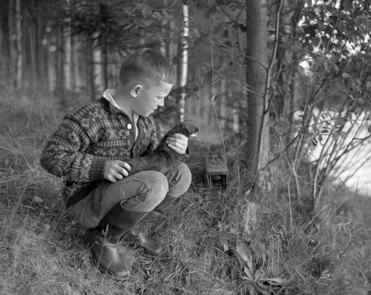Vidar Søgård (1958-1976) fotografert med en mink foran ei felle, som det avbildete dyret antakelig er fanget i.  Fotografiet er antakelig tatt i midten av 1960-åra.  På dette tidspunktet var Vidar Søgård en guttunge.  Han satt på huk med en død mink som han holdt på lårene.  Gutten var kledd i dongeribukser og mønstret strikkejakke.  Han hadde gummistøvler på beina.  Litt til høyre bak gutten, ved en granlegg på elvebrinken, ligger ei slagfelle.  Den består av et rektangulært trerør med ei kraftig innvendig ståltrådbøyle, som utløses når minken griper et åte inne i trerøret.  Dermed spennes dyret fast.  Mink (Mustela vison) er en art norsk viltforvaltning har forsøkt å bekjempe.  Dette mårdyret ble hentet fra Nord-Amerika i forbindelse med etableringa av pelsdyrnæringa her til lands i 1920- og 30-åra.  Enkelte av disse dyra rømte fra pelsdyrfarmene, og i nyere tid har dyrevernaktivister rett og slett klippet dem fri fra nettingburene de holdes i.  I naturen lever minken i nærheten av elver eller innsjøer, der arten fanger og spiser kreps, frosk, mus og små pattedyrarter.  Om våren kan den også spise fugleegg.  Minken har få naturlige konkurrenter eller fiender i norsk natur, og reproduksjonsforholdene er derfor gode.  Arten har derfor en betydelig gjennomslagskraft i de økosystemene der den forekommer.  Minken befinner seg derfor på den norske Artsdatabankens «svarteliste», noe som speiler norske miljømyndigheters ønske om at minkbestandene her til lands skal desimeres eller aller helst utryddes. Fellefangst. 