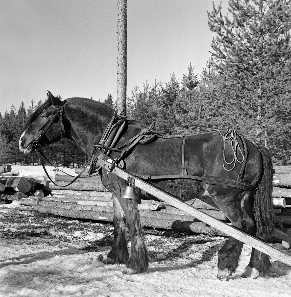 Tømmerhesten til Jørgen Larsen (1919-1988) fra Hernes i Elverum, fotografert foran ei lunne med grantømmer i Stavåsen vinteren 1971.  Bildet viser seletøyet på dølahesten, og draget (trekkstanga) med «skåkvekka» – bjella som fortalte andre som ferdes langs skogsvegene at det kom et tømmerlass.  Ettersom hesten sto stille ved ei tømmervelte da dette fotografiet ble tatt, lå tømmene slengt over krysset på dyret.