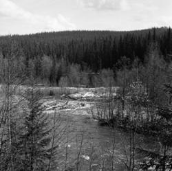 Tømmerhauger på grunner mellom holmer med krattskog i elva Å