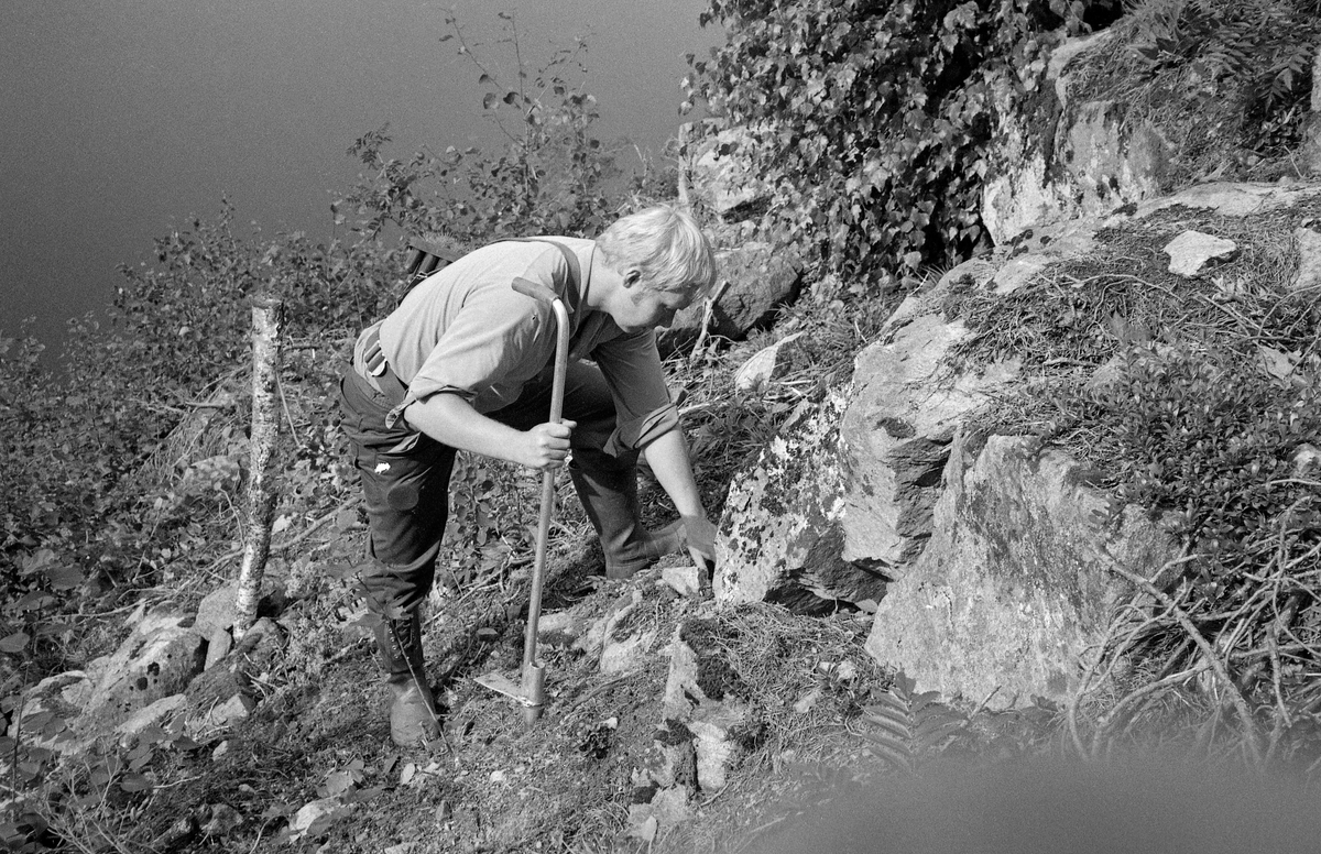 Fra planteforsøk med pottebrettplanter i Brakandalskotet, på østsida av Kviteseidvatnet i Kviteseid i Telemark, sommeren 1979.  Vi ser en av plantørene fra sida, idet han  – kledd i gummistøvler, arbeidsbukser av beavernylon og bomullskjorte – så seg ut et plantested i en bratt skrent.   Forsøkene foregikk altså i kupert terreng, der plantørene måtte ta seg fram på et underlag hvor det både var hogstavfall (tørrkvist) og krattskog.  Poenget med undersøkelsen må ha vært å finne ut hvordan man mest mulig rasjonelt skulle arbeide med den nye plantetypen – dekkrotplanter som var drevet fram i pottebrett av plast, og som følgelig gikk under betegnelser som «pottebrettplanter» eller «pluggplanter».  Disse plantene ble levert i rektangulære dyrkingsbrett av svart hardplast (polyetylen), vanligvis med 95 plantehull.  Ved utplanting ble pluggplantene varsomt trukket ut av brettene og plassert i et dertil egnet hull i marka, som plantøren hadde lagd ved hjelp av ei «spaserstokkformet» hullpipe av stål, som vedkommende presset ned i marka ved å sette foten på en liten stålknast nederst, der den også bidro til å gi plantehullet riktig dybde.  Hullpipeinnretningen var uomtvistelig effektiv, men hvordan var det greiest å få plantene fram til utplantingsstedet?  I begynnelsen var det vanligst å sette et handtak på pottebrettet, slik at plantøren kunne bære det i den ene handa og hullpipa i den andre.  Det fungerte ganske greit i flatt lende, men var besværlig i terreng der plantøren strevde med å ta seg fram, som på dette fotografiet.  For å løse dette problemet, ble det gjort forsøk med ulike innretninger som innebar at plantene var festet til plantørens kropp.  På dette fotografiet ser vi bruk av såkalt «hoftemeis», som besto av et magebelte og en skulderstropp, som skulle hindre at magebeltet seg nedover på grunn av tyngden i pottebrettet.  Brettet ble festet til bæreinnretningen ved hjelp av en krok.  I dette tilfellet later det til at hoftemeisen også var utstyrt med et lærstykke som skulle skjerme hoftepartiet mot gnag fra plastbrettet.  Med en slik bæreinnretning hadde plantørene betydelig bevegelsesfrihet, og det viste seg også at effektiviteten ble større enn når de bar med seg pottebrettene i handtak.

Det var Ragnar Strømnes (1926-1989) som ledet disse planteforsøkene, hvor man registrerte variasjoner i tidsforbruk, produktivitet og arbeidsbelastninger.  Disse viste seg å variere kraftig etter om plantøren arbeidet seg horisontalt bortover i lia, eller om han gikk opp og ned.