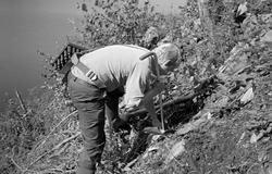 «Studier av planting i vinsjfelt i Brakandalen ca. 20. aug. 