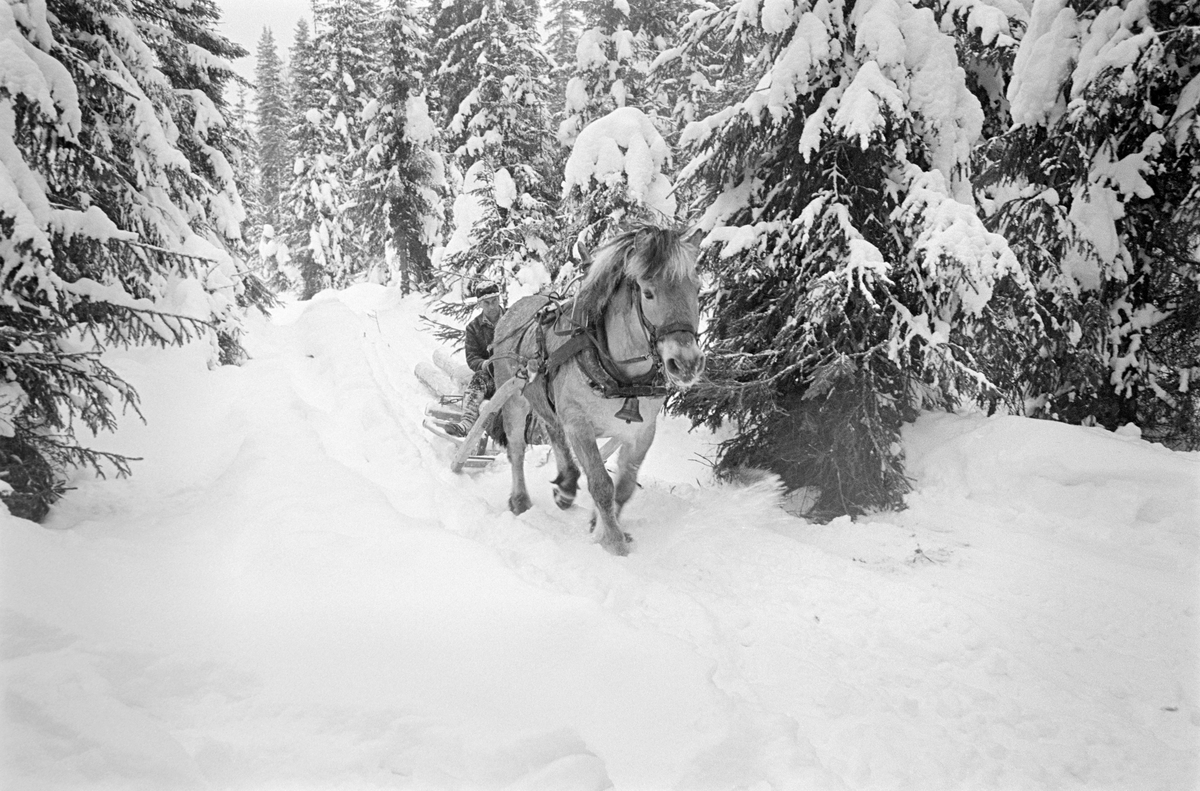 Tømmerkjøring i Nordre Osen i februar 1980.  Fotografiet er tatt på en snøpakket sledeveg i forholdsvis tett granskog.  Bildt viser tømmerkjøreren Ole Rismyr (1931-1984) fra Slettås i Trysil og hesten hans, en fjording, skrått bakfra.  Rismyr slepekjørte en del barkete tømmerstokker med bukken fra en tømmerrustning som «stutting».  Kjørekaren satt på en høysekk fremst på lasset.  Han var kledd i mørke vadmelsklær og hadde skjoldlue på hodet. Fotografiet er tatt i forbindelse med opptakene til fjernsynsfilmen «Fra tømmerskog og ljorekoie», som ble vist på NRK 1. mai 1981.  Ettersom poenget med denne filmen var å synliggjøre strevet i tømmerskogen i den førmekaniserte driftsfasen, viser den driftsprosedyrer og redskap som bare noen få veteraner fortsatt brukte på opptakstidspunktet.