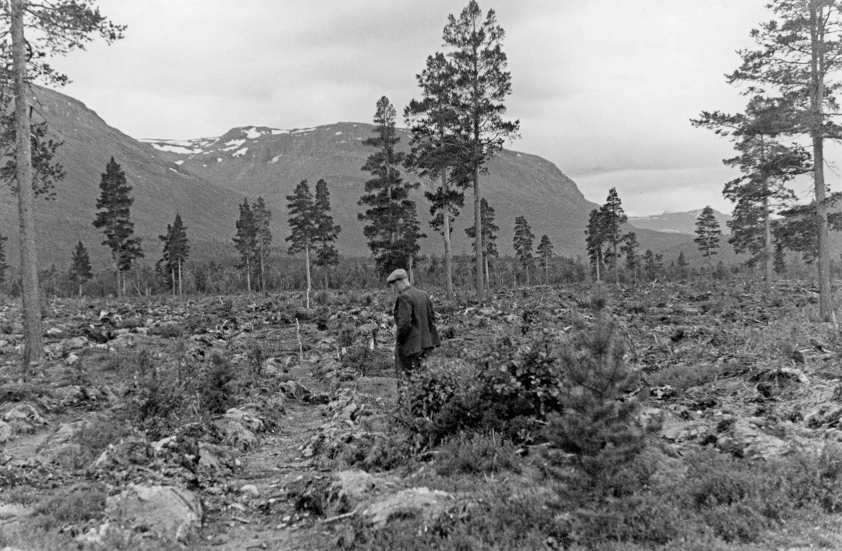 Nypløyd mark på Forsetmoen i Bardu i Troms, der det i 1949 og 1950 ble gjort forsøk med mekanisert markberedning og skogplanting.  Plantemaskinen som skulle testes var utviklet for bruk ved leplanting på den nordamerikanske prærien.  Da den skulle testes i Norge valgte man derfor på et areal som ble karakterisert som «noen av de letteste furumarkene i Troms og Finnmark, både hva angår stubber og sten».  På Forsetmoen ble det i 1948-49 hogd cirka 100 kubikkmeter tømmer.  Noen store furuer ble gjensatt i glissen frøtrestilling.  Jordsmonnet besto av elvesand og grus, iblandet en del stein, men langtfra blokkrikt.  Det dreide seg om utpreget podsoljord, med et 10-15 centimeter tjukt lag av strø fra døde planter, ispedd levende lyng og lav, oppå mineraljorda.  Fra humussjiktet sivet syrer nedover i bakken med regnvannet, noe som førte til at det øverste mineraljordlaget ble utvasket og fikk en blek lys farge.  Lengre nede i bakken ble syrene nøytralisert i et utfellingslag, hvor det ble avsatt blant annet jern, over den underliggende mineraljorda, som var upåvirket av prosessene i det øverste marksjiktet.  I pløyeforsøkene var det et poeng å blande masse fra de nevnte sjiktene i podsolprofilet.  Arbeidet ble utført med en «motorplog» som lagde veltet vekk kvist, lyng, lav, døde planterester og stein fra cirka 50 centimeter brede, parallelle furer med halvannen til to meters mellomrom.  På denne måten la man til rette for bruk av en «Badger» treplantingsmaskin, som fungerte dårlig så lenge det opprinnelige marksjiktet var intakt, og for såing av skogfrø.  Mer informasjon om disse første forsøkene med maskinell markberedning og skogplanting i Norge finnes under fanen «Opplysninger».

Fotografiet er hentet fra et kartotek som ble samlet av Waldemar Opsahl, som var statskonsulent for skogkultursektoren fra 1936 til sin død i 1954.  Arkivet ble overlatt til Norsk Skogbruksmuseum i Tore Fossums bestyrertid.  Opsahl har antakelig tatt de fleste av bildene i arkivet.  Materialet består av pappkort med opplimte kopier av svart-hvitt-fotografier.  Kortet med dette fotografiet på er merket "Al. 4" og "(1426)".  Under bildet er det påklistret en liten papirstrimmel med påskriften:

«Plogfurer tatt opp med den store plog.  Forsetmoen i Bardu. fot. W.O.1950»
