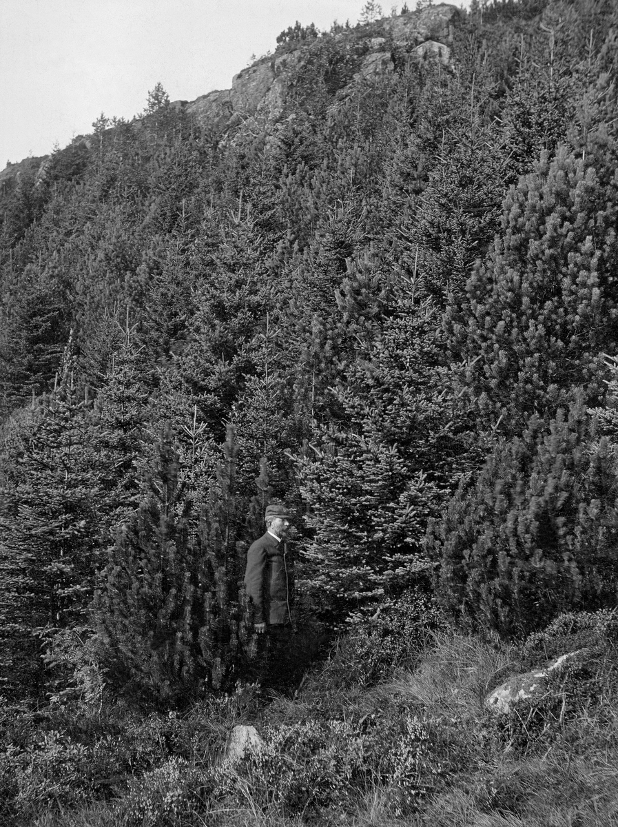Dresskledd mann med skyggelue, fotografert i et plantefelt i hellende terreng ved cirka 290 meter over havet på vestsida av fjellet Fløyen, øst for Bergen sentrum.  I området hvor dette fotografiet ble tatt ble det plantet canadisk kvitgran (Picea glauca), norsk furu (Pinus silvestris) og buskfuru (Pinus mugo, den gang kalt Pinus montana).  Ifølge en innskrift bak på kartongen bildet er montert på ble denne skogen plantet i 1886.  Trærne hadde i løpet av de 22 årene som gikk før dette bildet ble tatt vokst seg store og frodige.  

«Bergenske Skov- og Træplantningsselskab» ble stiftet i 1868 forsyne «de nu nøgne Fjeldsider i Bergens Omegn med Skov».  Arbeidet startet på den sida av fjellet Løvstakken som vendte mot byen, der treplantingsselskapet rett og slett kjøpte plantemark, men også organiserte planting på privat grunn.  Seinere fortsatte man på Fløyen og de andre bergensfjellene.  Planteprosjektene ble dels finansiert gjennom kontingenten bergensborgerskapet betalte for å være medlemmer av treplantingsselskapet, dels ved bidrag fra lokale fond og også med offentlige bidrag.  Statens skogfunksjonærer på Vestlandet administrerte virksomheten.  Forstmester Andreas Tandberg Gløersen (1836-1904) og skogplanter Martin Adolf Grude (1841-1918) mente at det kunne vokse bartrær i jordsmonnet, som besto av sand og grus.  Elever fra landbruksskolen på Stend bidro i plantearbeidet.  Det ble først plantet norsk gran (den gang kalt Abies excelsa), norsk og østerriksk furu (Pinus silvestris og Pinus austriaca, Høss.), og lerk (Larix euopea).  Det ble også plantet noe canadisk kvitgran (den gang kalt Abies alba, Lawson), som hadde greid seg godt i danske og nordtyske hedeplantinger, og ble ansett for å være et godt lovende treslag i kystegnene.  Importfrø av sistnevnte treslag var imidlertid kostbart, noe som nok begrenset bruken.  Lerketrærne skjøt raskt i været, men skrantet etter hvert.  Skogfunksjonærene antok at dette skyldtes jordsmonn og klima, og bruken av dette treslaget ble trappet ned.  Furua greide seg derimot bra, og gran vokste fantastisk.  Alt i slutten av 1870-åra kunne man konstatere at «tidligere udførte Træplantninger i Løvstakkens Skraaning trives ogsaa godt og begynde nu at blive iøinefaldende fra Byen af.»