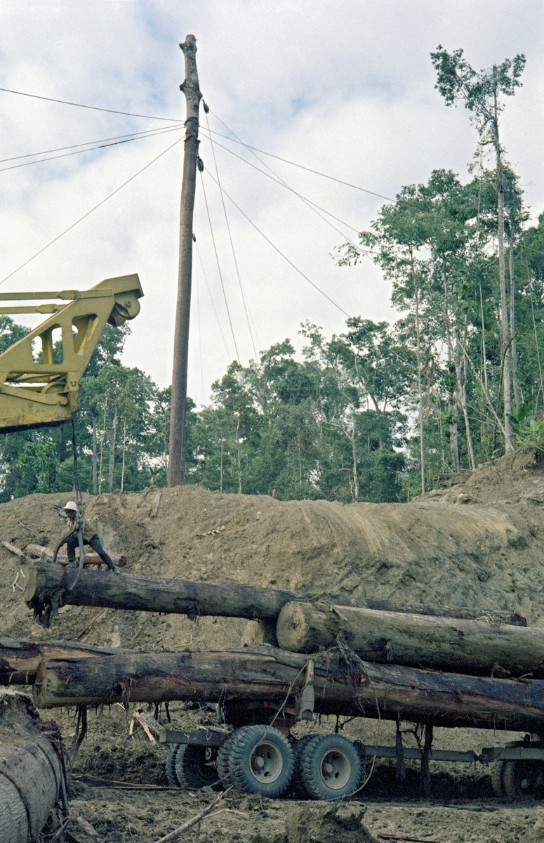Tropisk skogbruk ved Davao på øya Mindanao på Filippinene i november 1968.  Fotografiet viser en mann som var i ferd med å løsne ei diger jernklo (saks) som var brukt under løfting av grovt tropisk tømmer (jfr. SJF-F.011637 og SJF-F.011368) opp på en lastebiltilhenger (jfr. SJF-F.011635 og SJF-F.011636).  Sammenlikner en stokkene med størrelsen på mannen, er det nærliggende å anta at de må ha hatt diameter på bortimot 1.5 meter.  I bakgrunnen ser vi en høy, kraftig trestamme som er kvistet og bardunert.  Det er nærliggende å anta at den kan ha vært brukt som festepunkt for en taubanekabel når tømmeret skulle hentes til denne velteplassen. Fotografiet er tatt av forstmannen og ingeniøren Ivar Samset.  Han var leder for den driftstekniske avdelingen i Norsk institutt for skogforskning, og reiste verden rundt for å finne løsninger som kunne appliseres til det norske skogbruket.  Både tømmerdimensjonene og maskinparken i industriskogbruket på Filippinene var naturligvis imponerende i forhold til det traktorbaserte gardsskogbruket i norske gran- og furuskoger.

Litt informasjon om skogbruket på Filippinene finnes under fanen «Opplysninger».