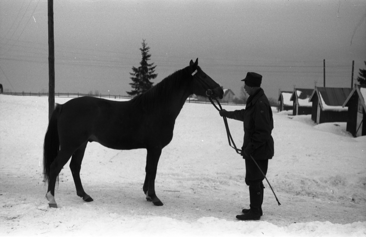 Hest ved Hærens Hesteskole på Starum januar 1953. Serie på ni bilder. Personen på bilde 1-4 er Ragnar Moe, på de øvrige fem Otttar Markeng.